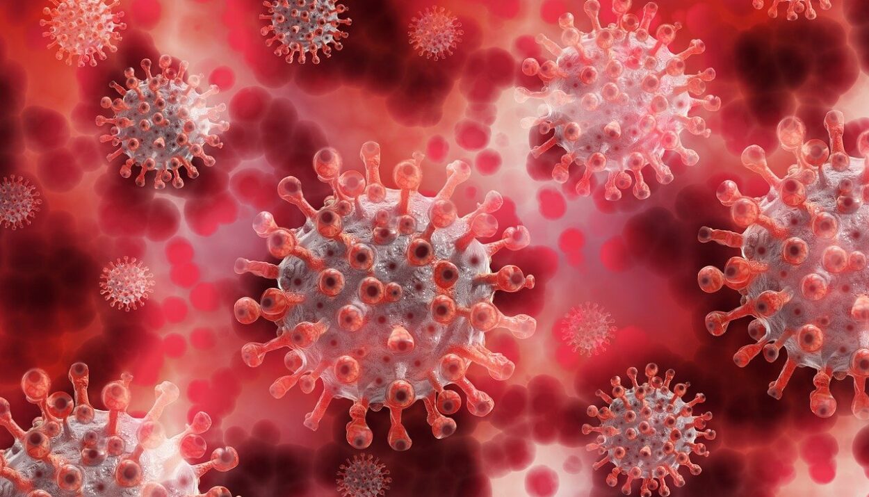 what foods build white blood cells