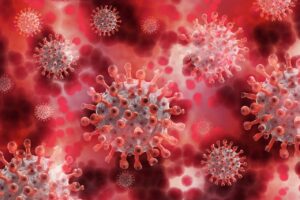 what foods build white blood cells